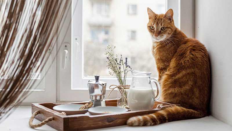 best dry cat food 2019