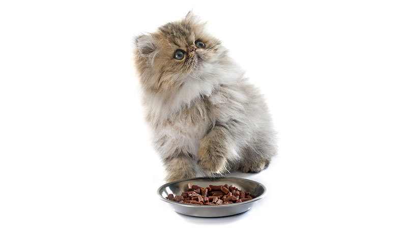 best cat food for constipated cats