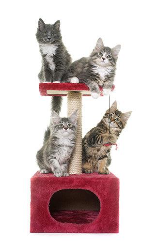 simple cat tower