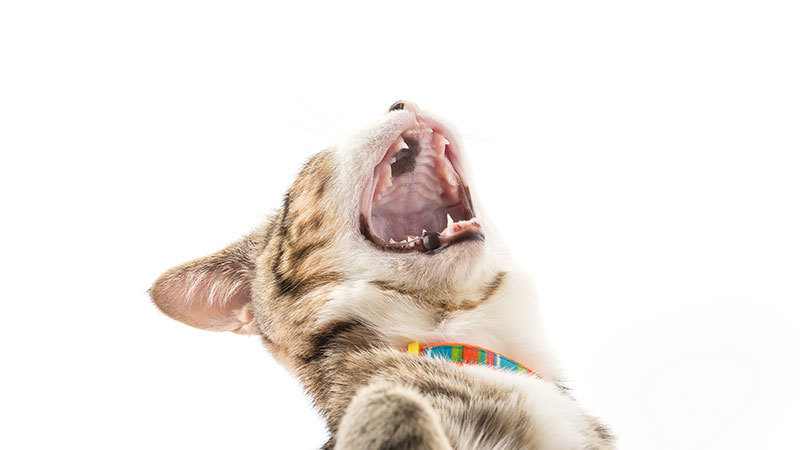 yawning kitty