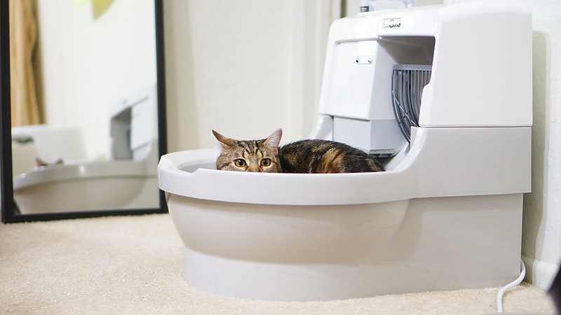 7 Best Self-Cleaning Litter Boxes (Review) - Why Are They So Convenient?