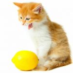 Can Cats Drink Lemon Water? - All You Need To Know