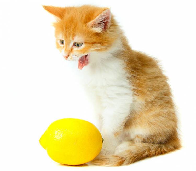 CAN CATS DRINK LEMON WATER?