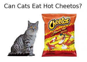 LOS GATOS PUEDEN COMER CHEETOS CALIENTES