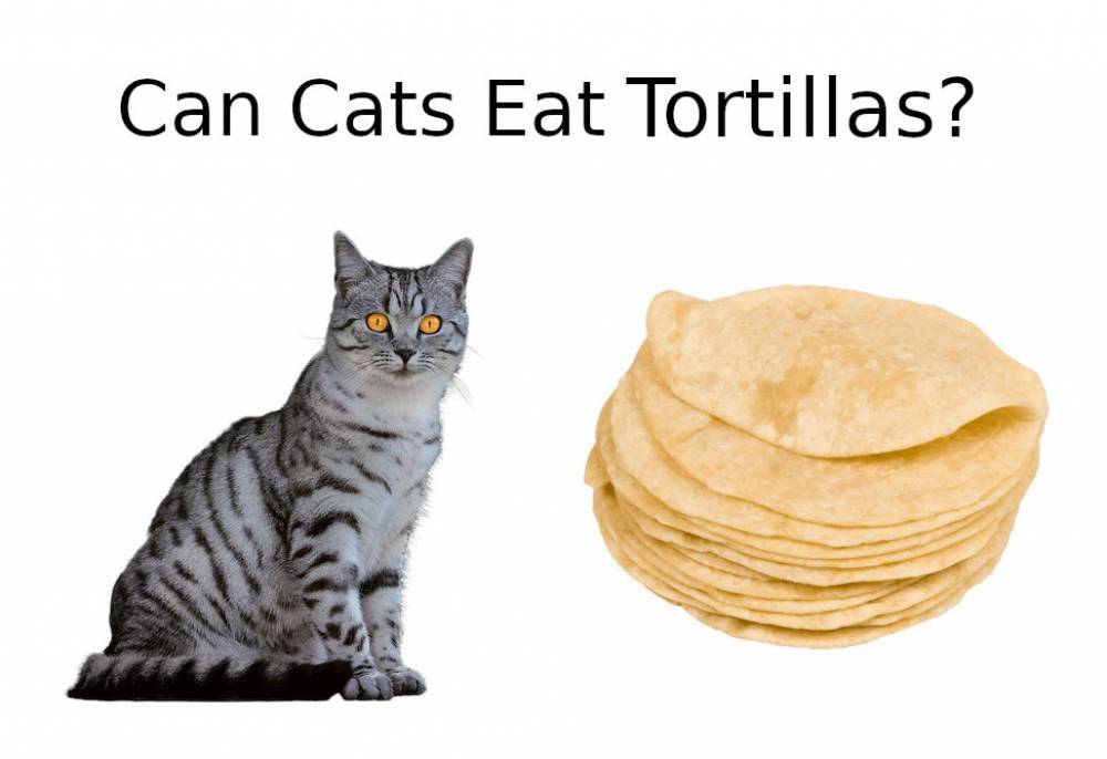 CAN CATS EAT Tortillas