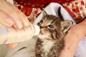 Can Cats Drink Baby Formula