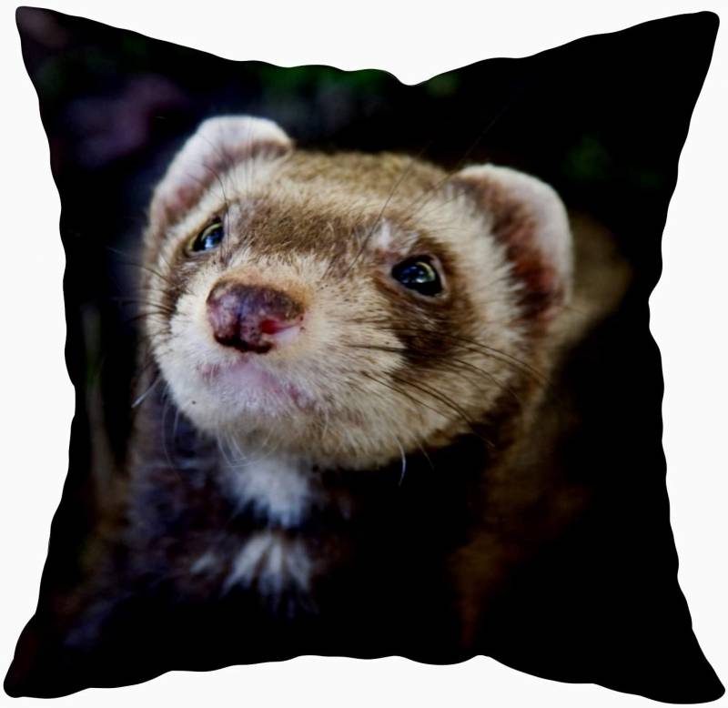 Capsceoll Throw Pillow Cases, Pet Ferret 18x18 Pillow Cover