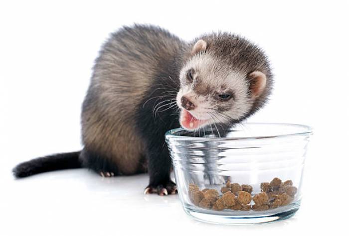 How long can a ferret survive without food or water?