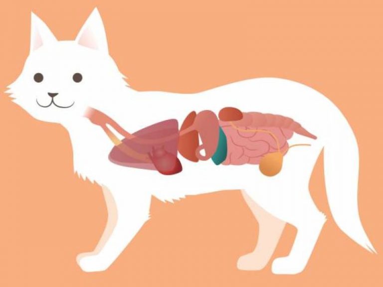 how-long-does-it-take-my-cat-to-digest-food-all-about-pets