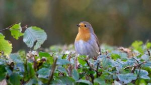 How to keep birds from eating cat food