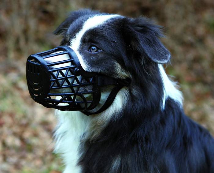 most comfortable dog muzzle