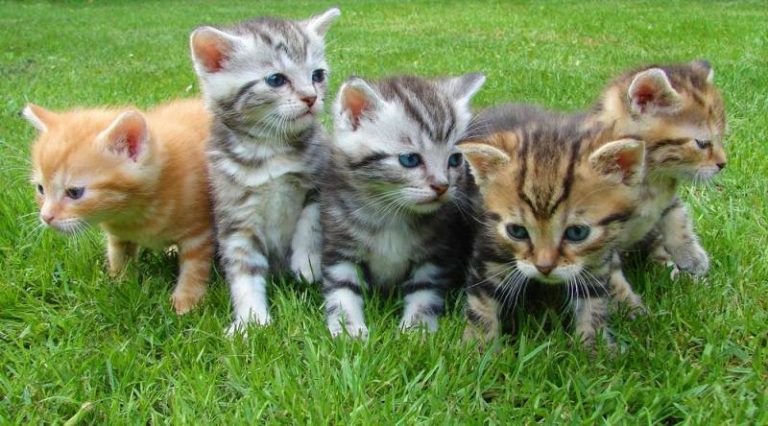 how-many-cats-can-you-have-in-your-home-legally-all-about-pets