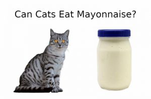 CAN CATS EAT Mayonnaise