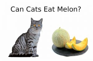 CAN CATS EAT Melon