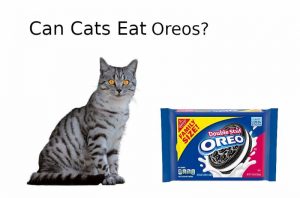 Can Cats Eat Oreos? - Nutritional Advice - All About Pets