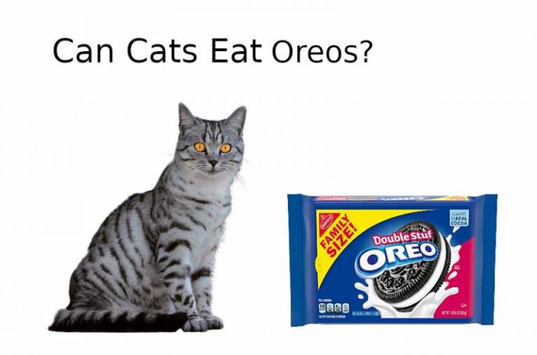 Can Cats Eat Oreos Nutritional Advice All About Pets