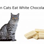 Can Cats Eat White Chocolate?