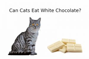 CAN CATS EAT White Chocolate