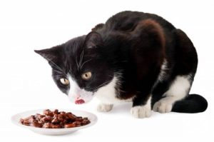 CAN CATS GET WORMS FROM WET CAT FOOD