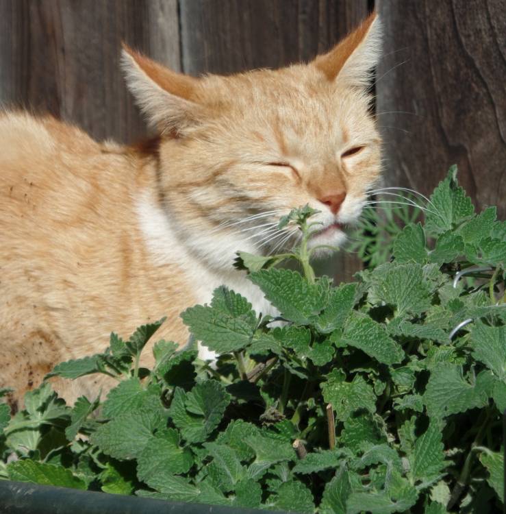 HOW OFTEN CAN CATS HAVE CATNIP