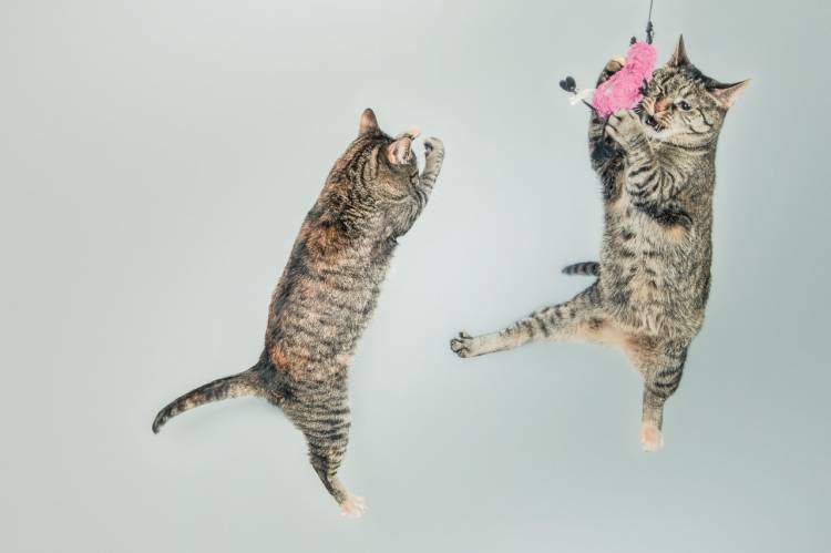 How Do Cats Jump so high