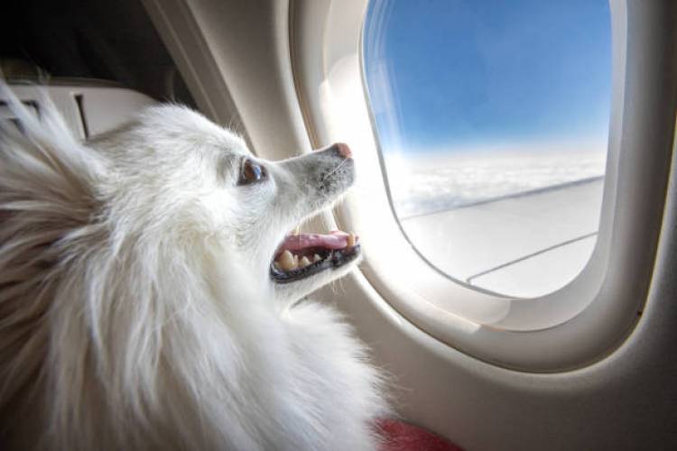 how-do-dogs-travel-on-planes-all-you-need-to-know-all-about-pets