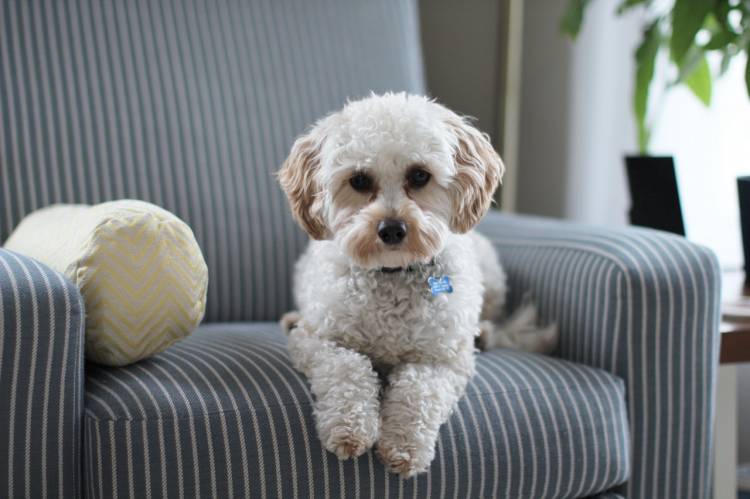 How Do Dogs Adapt To Their Environment All About Pets
