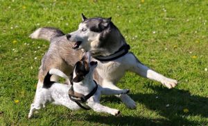 What dogs do jack russells get along with