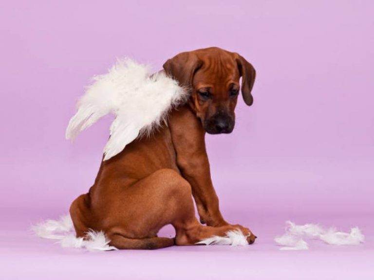 Why Is My Dog Obsessed With Feathers? All About Pets