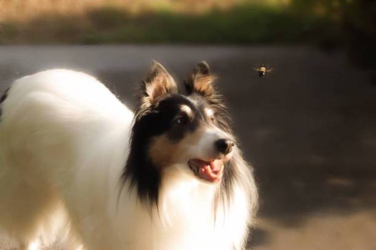Why is my dog obsessed with bees