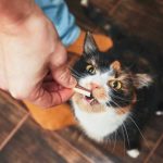 My Cat Only Eats Treats – What Should I Do?