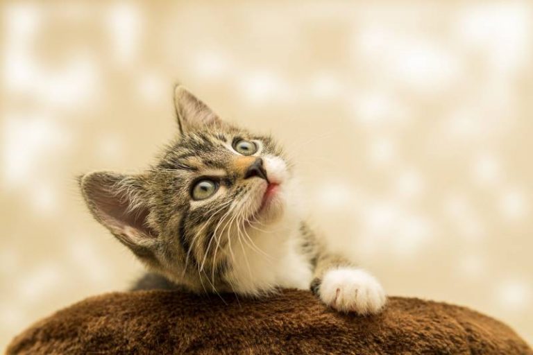 Can I Feed Kittens Tuna Nutrition Facts All About Pets