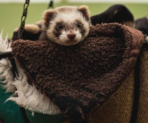 How To Bond With Your Ferret? 10 Things To Be Aware Of