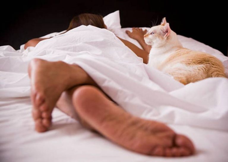 Why Does My Cat Bite Me While I Sleep? (And How To Stop It) All About Pets