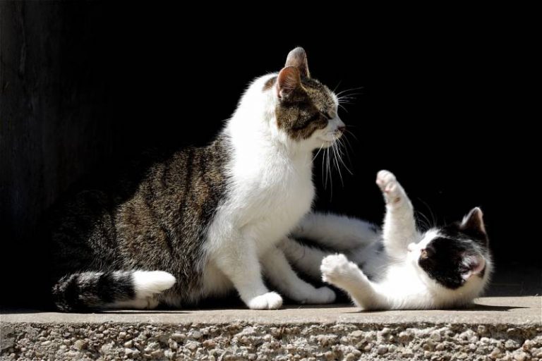 will-a-mother-cat-kill-her-kittens-if-you-touch-them-all-about-pets