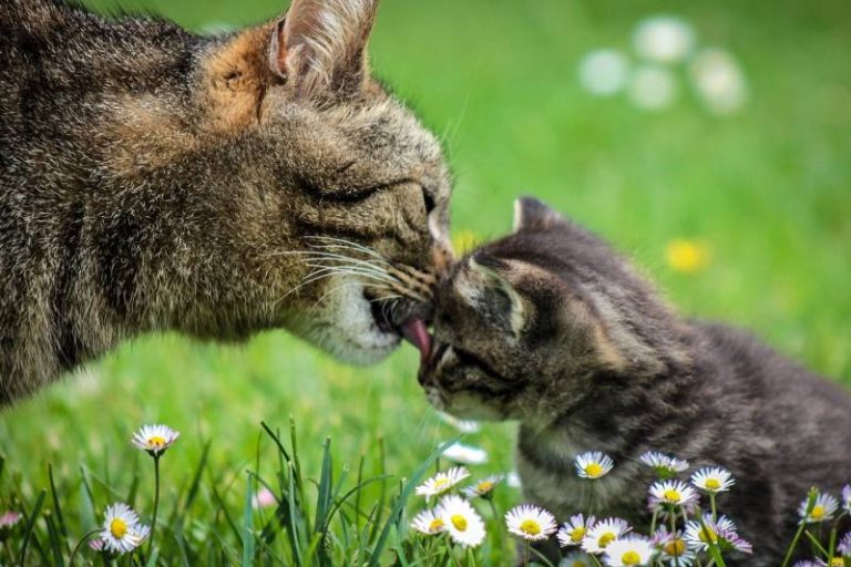 How Do Mother Cats Teach Their Kittens? 7 Important Skills All