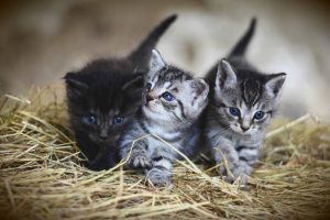 how long can newborn kittens survive without their mother