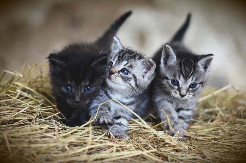 how to find newborn kittens