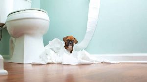 leaving dog in bathroom while at work is It a good idea?