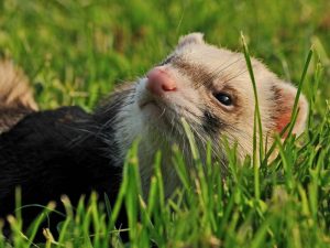 How to Calm a Ferret down