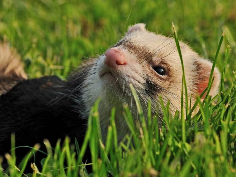 How To Calm A Ferret Down? Guide All About Pets