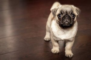 How Hard Is It To Raise A Puppy?