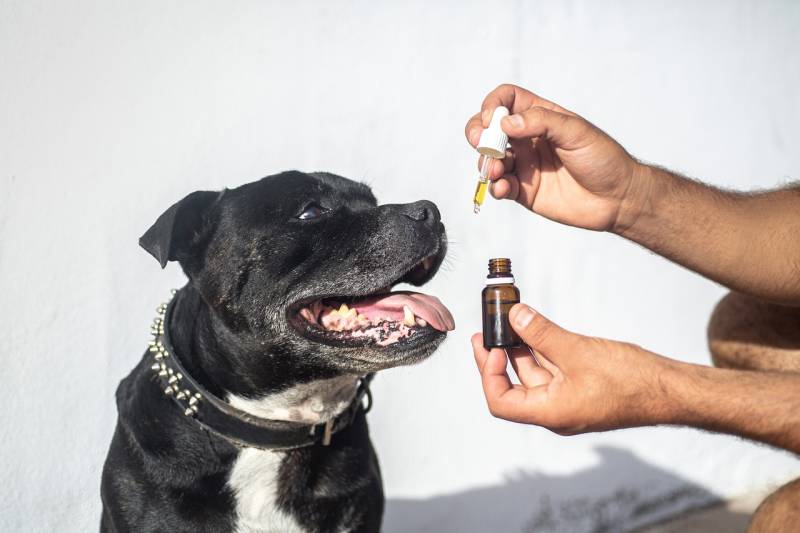 5 Safe Guide For Using Essential Oils For Dog Breath