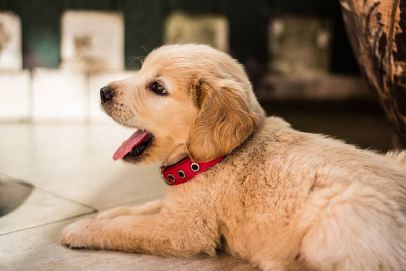 Common Puppy problems that usually cause fatigue