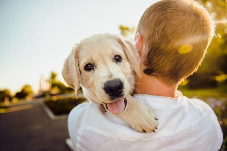 my-puppy-is-too-attached-to-me-how-to-stop-it-all-about-pets