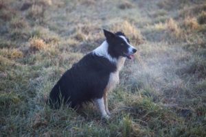 Your Dog’s Breath Smells Like Dead Animal? Here’s Why! - All About Pets