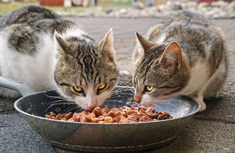 How Often Should a Cat Poop on Wet Food