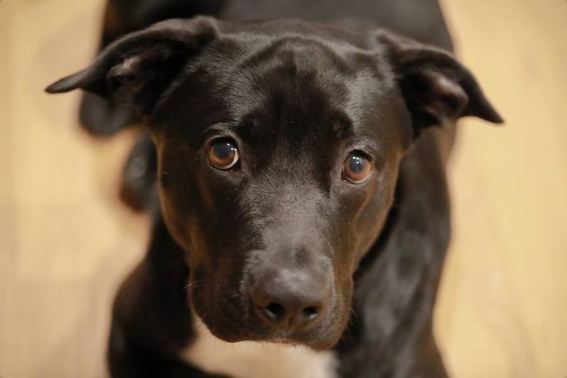 How To Put Weight On A Diabetic Dog Guide All About Pets