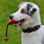 How To Teach A Dog To Play Alone? [5 Games You Can Teach Your Dog Today]
