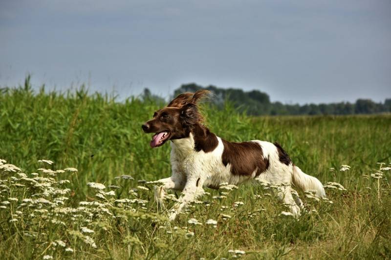 My Dog Does Not Listen To Me Unless I Yell: Here’s What To Do! - All